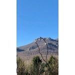 Gara corsa  individuale Brinzio_31-03-2019-2